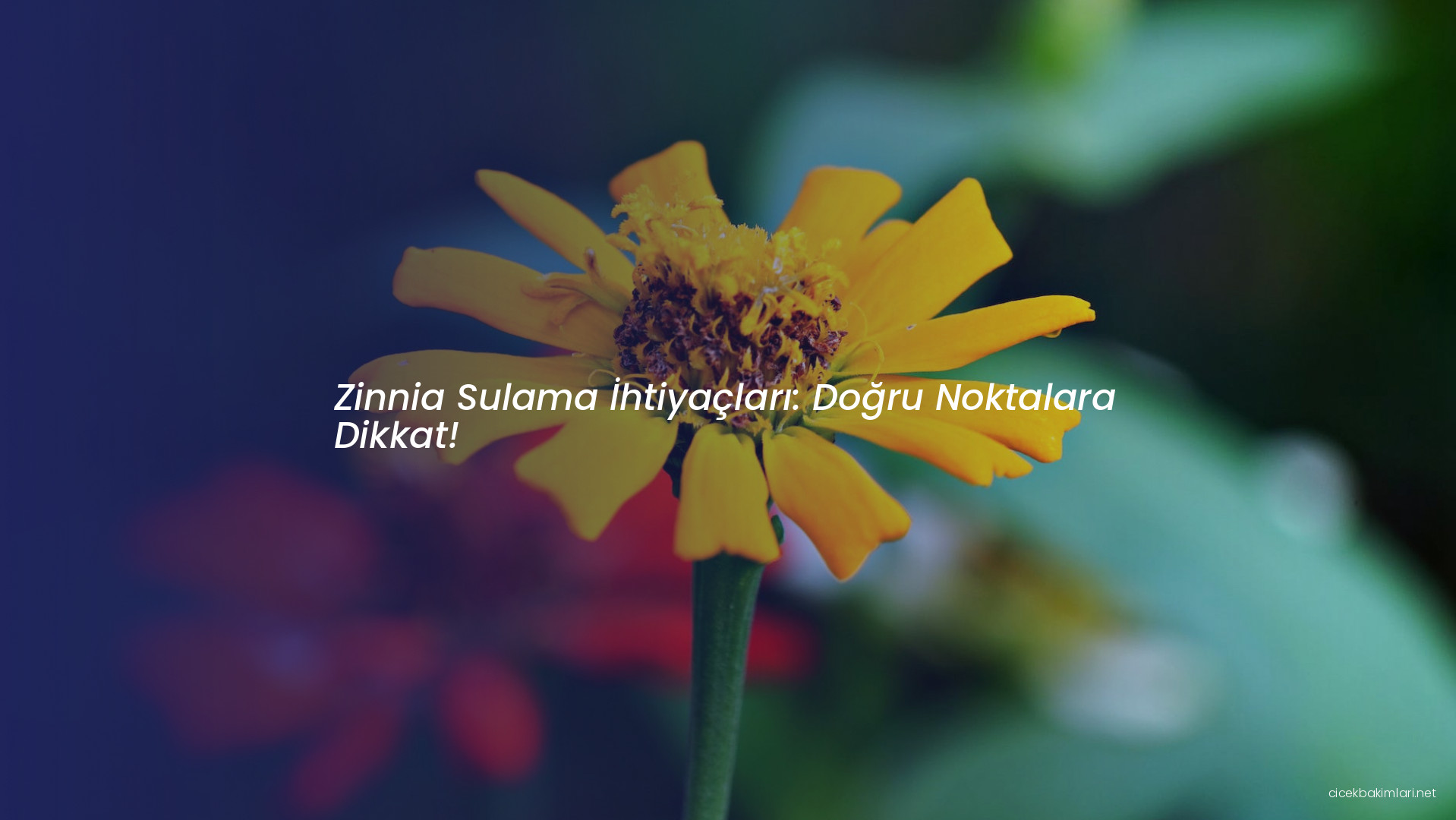 Zinnia Sulama İhtiyaçları: Doğru Noktalara Dikkat!