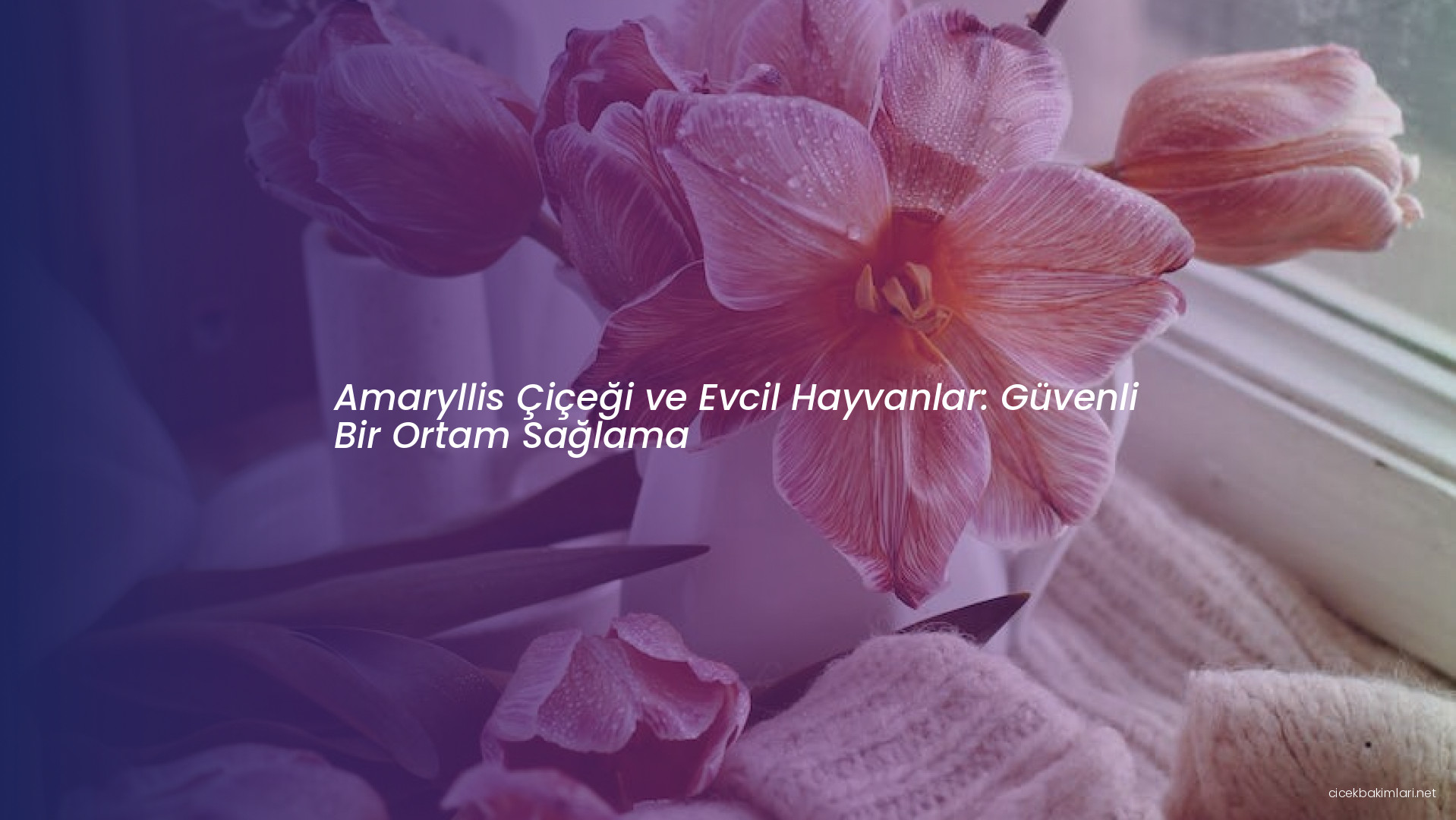 Amaryllis Çiçeği ve Evcil Hayvanlar: Güvenli Bir Ortam Sağlama