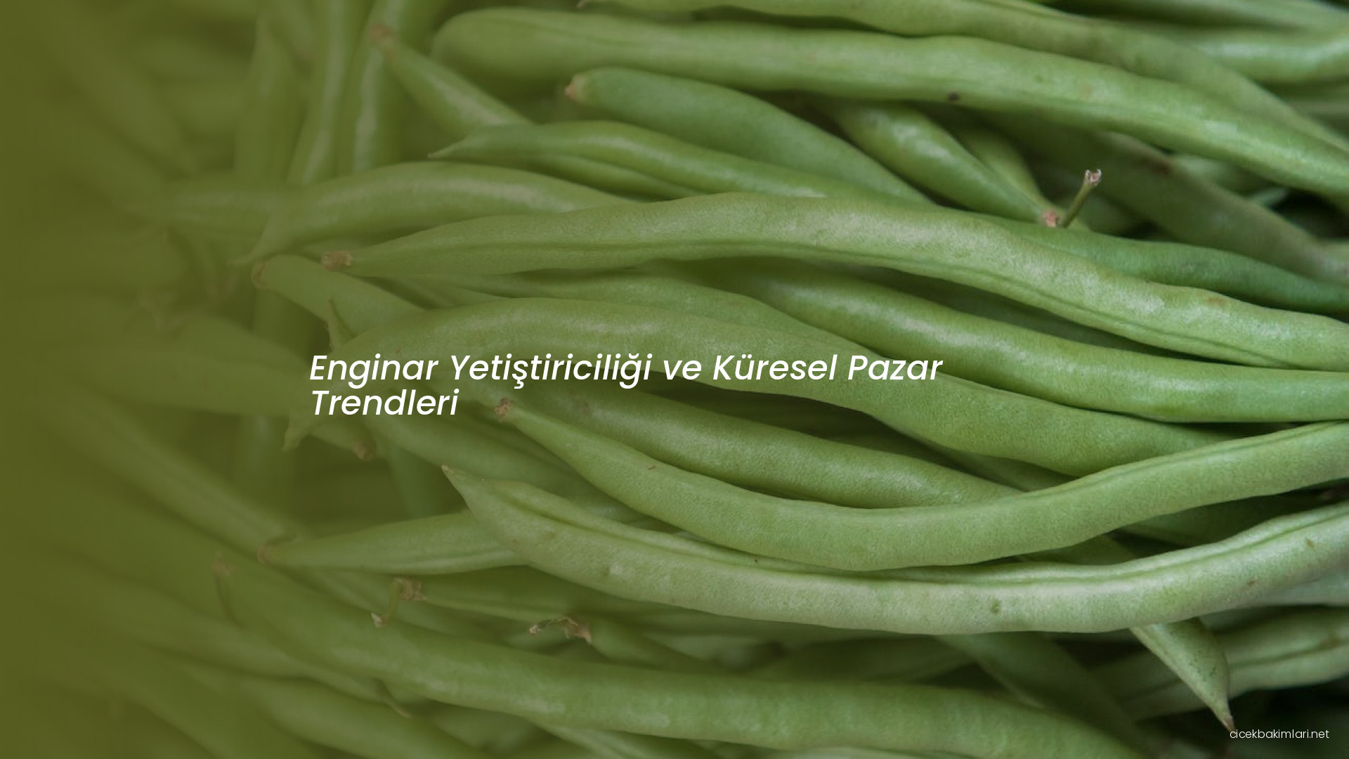 Enginar Yetiştiriciliği ve Küresel Pazar Trendleri