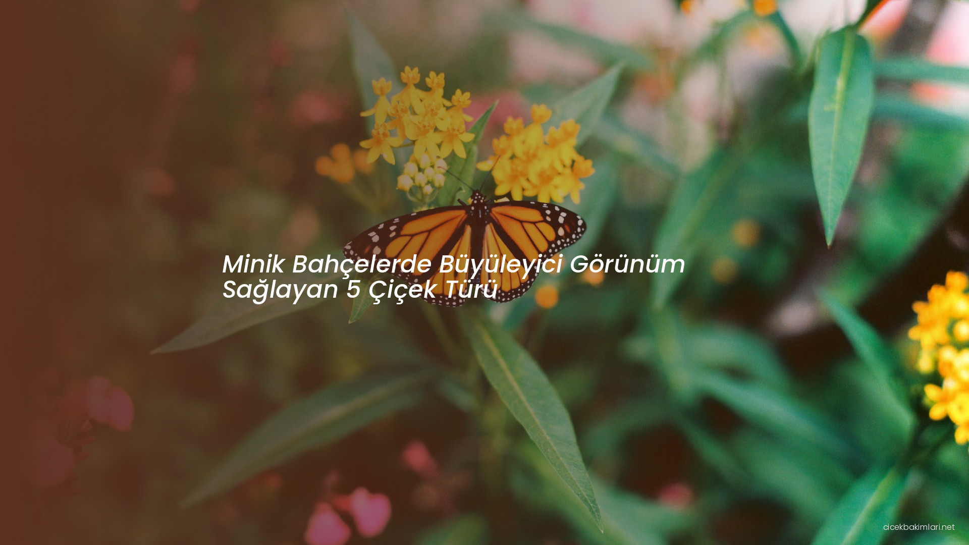 Minik Bahçelerde Büyüleyici Görünüm Sağlayan 5 Çiçek Türü
