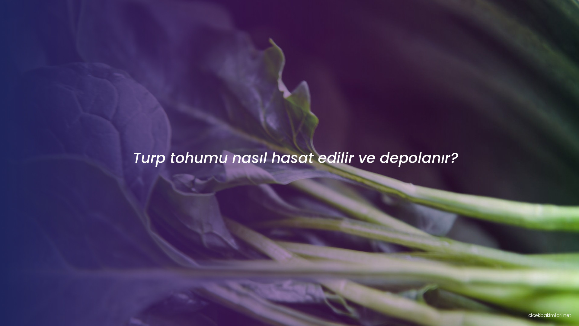 Turp tohumu nasıl hasat edilir ve depolanır?