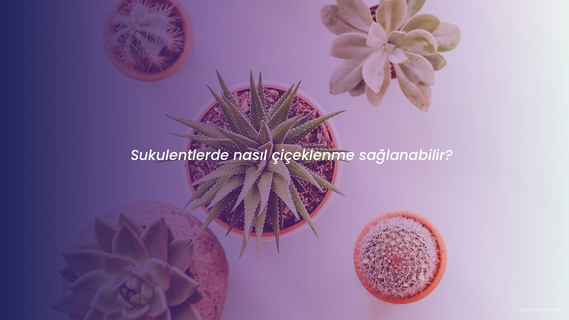 Sukulentlerde nasıl çiçeklenme sağlanabilir?