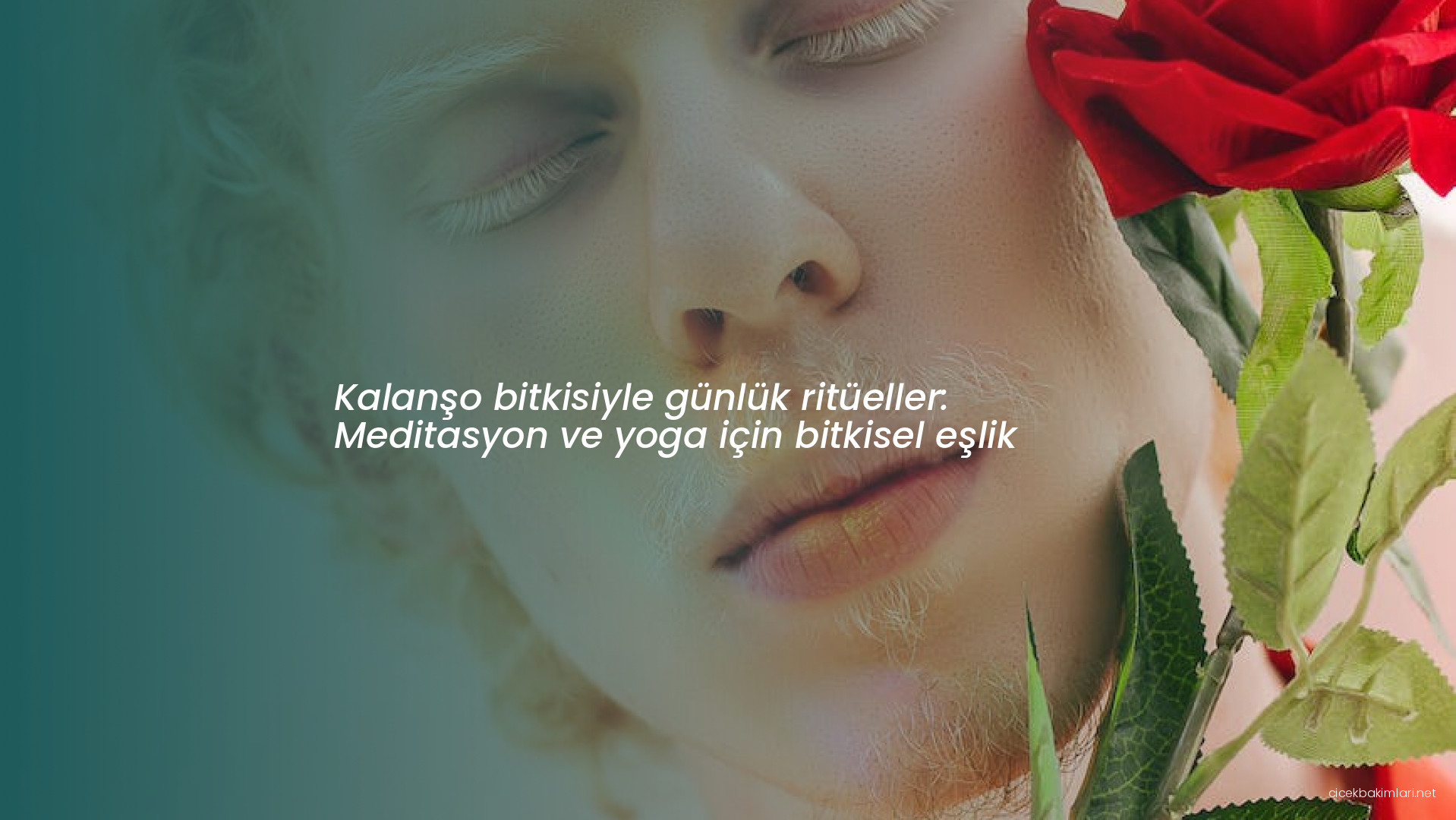 Kalanşo bitkisiyle günlük ritüeller: Meditasyon ve yoga için bitkisel eşlik