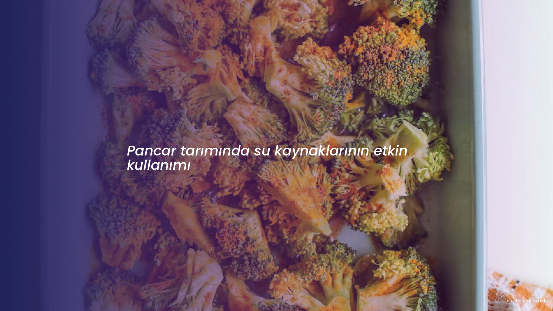 Pancar tarımında su kaynaklarının etkin kullanımı