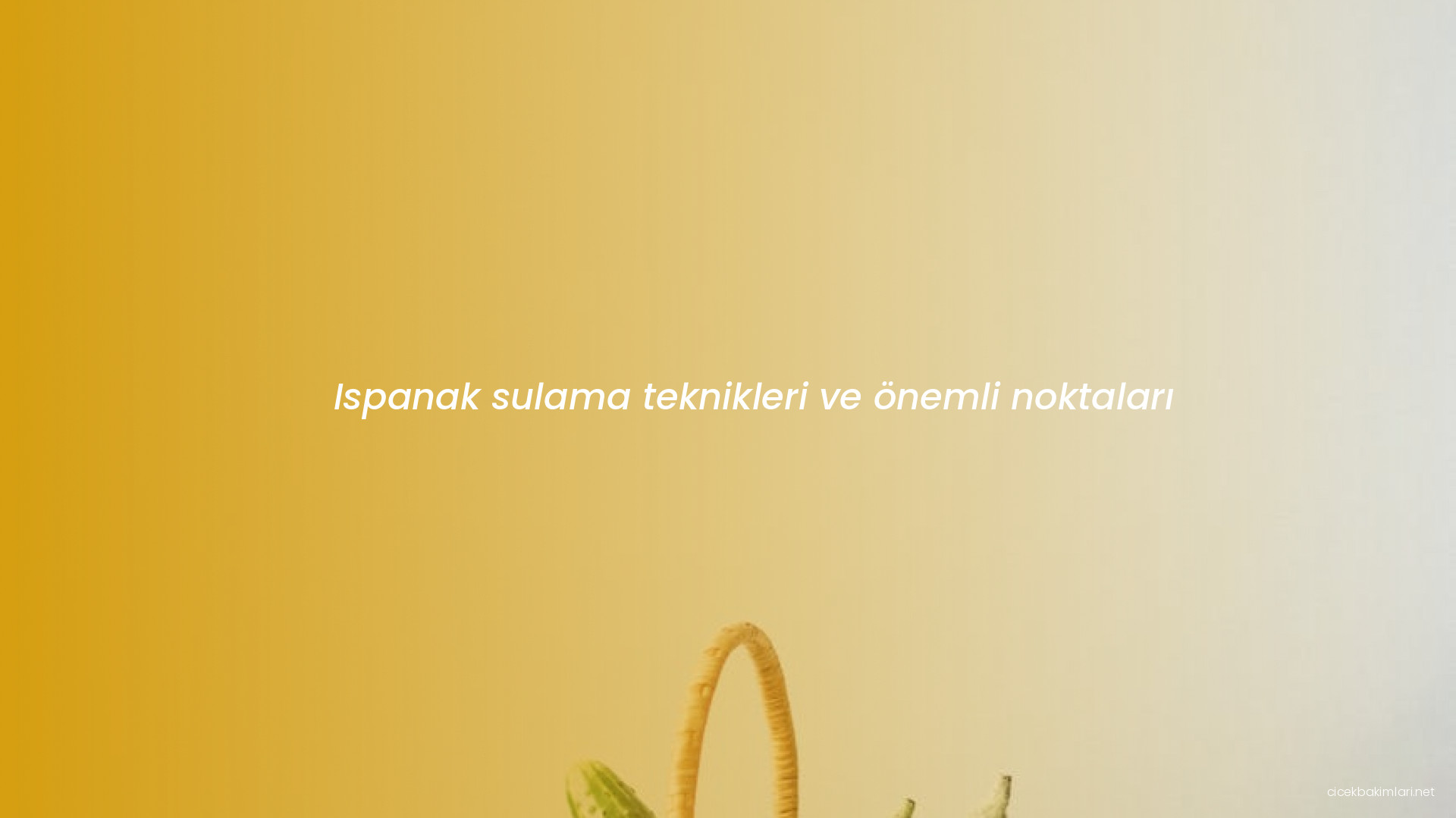 Ispanak sulama teknikleri ve önemli noktaları