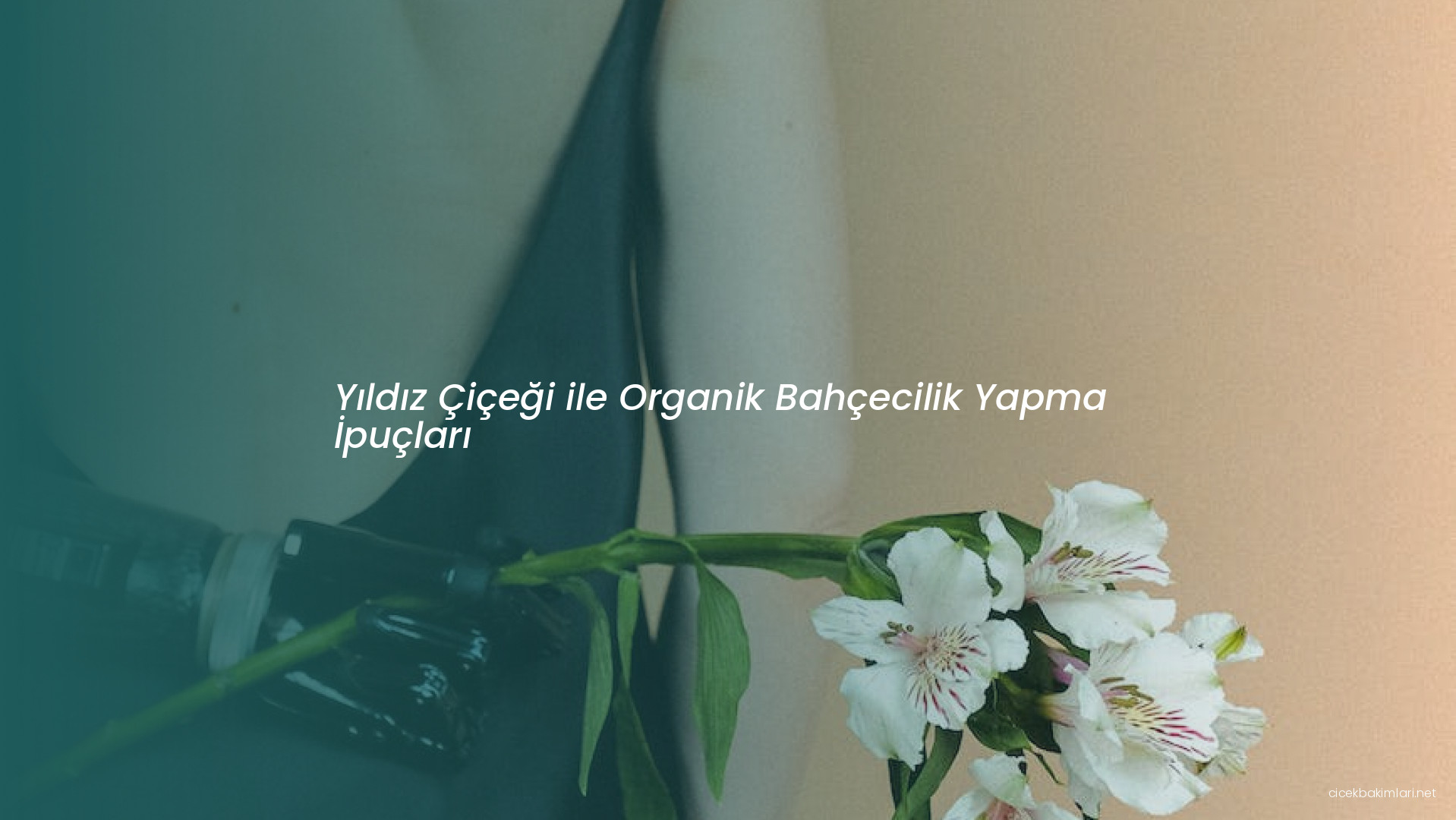 Yıldız Çiçeği ile Organik Bahçecilik Yapma İpuçları