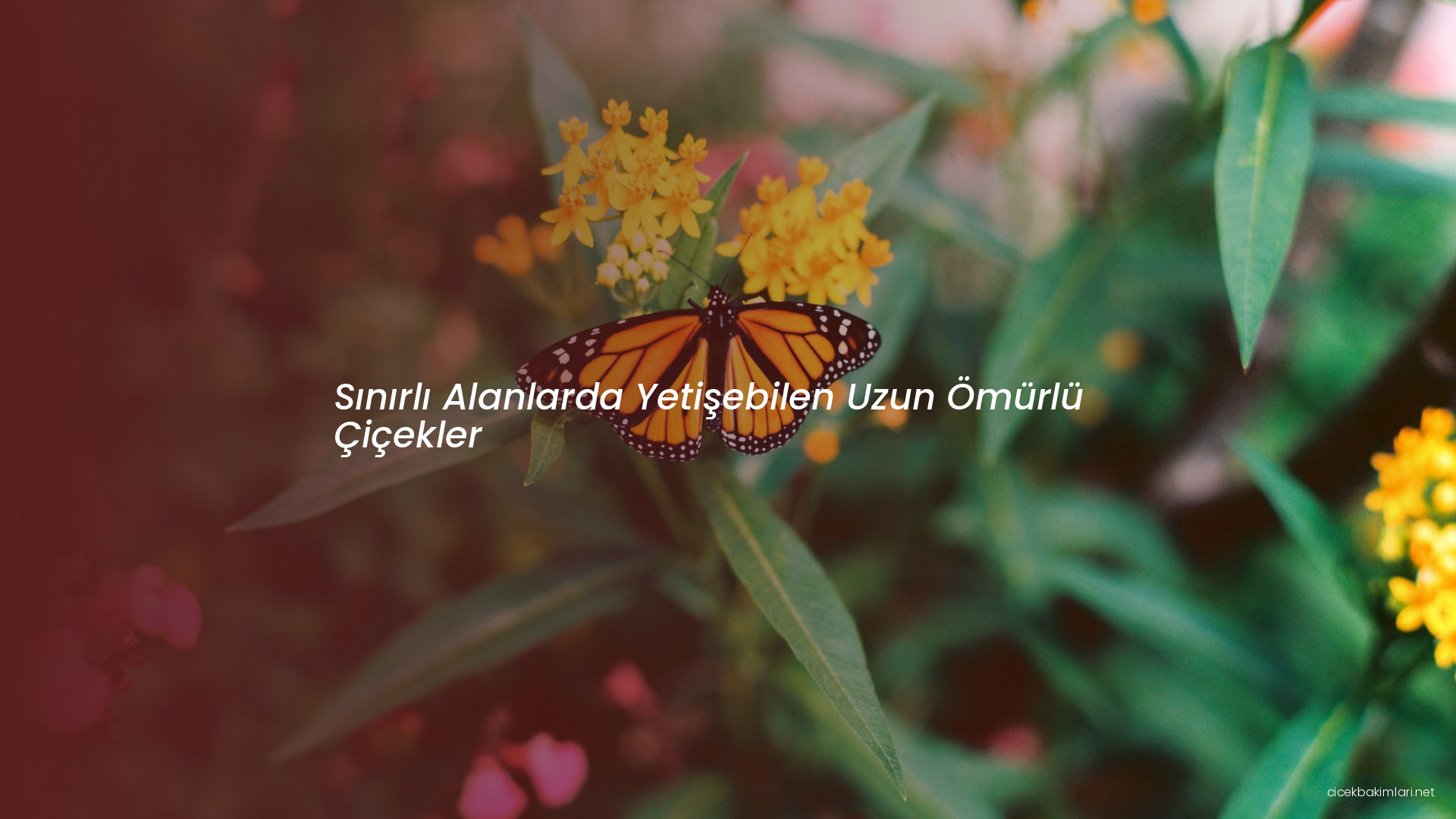 Sınırlı Alanlarda Yetişebilen Uzun Ömürlü Çiçekler