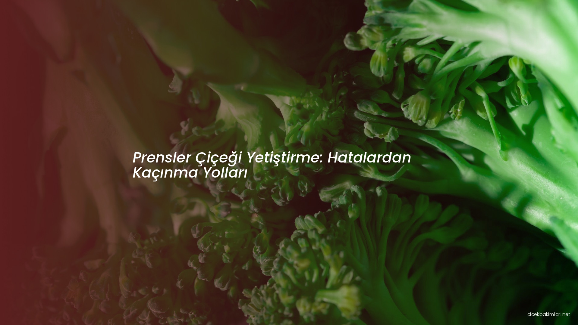 Prensler Çiçeği Yetiştirme: Hatalardan Kaçınma Yolları