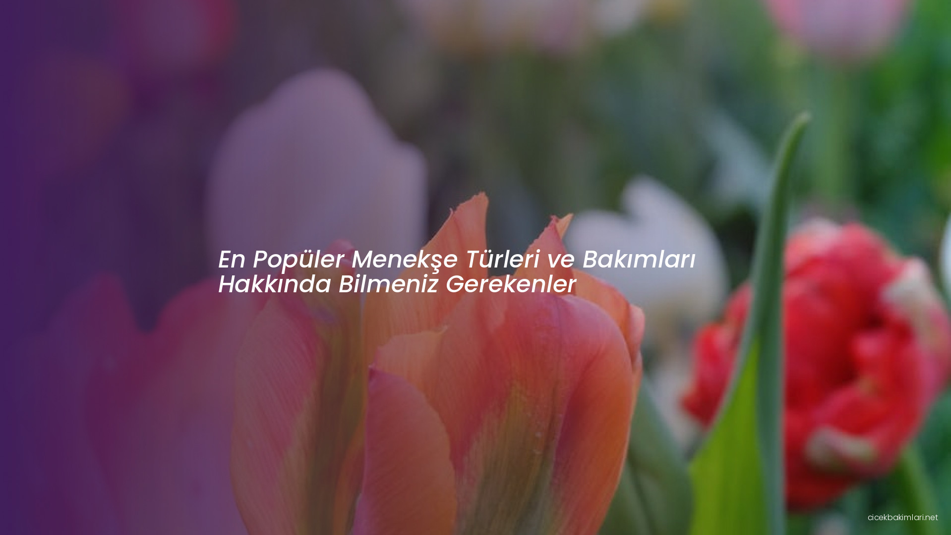 En Popüler Menekşe Türleri ve Bakımları Hakkında Bilmeniz Gerekenler