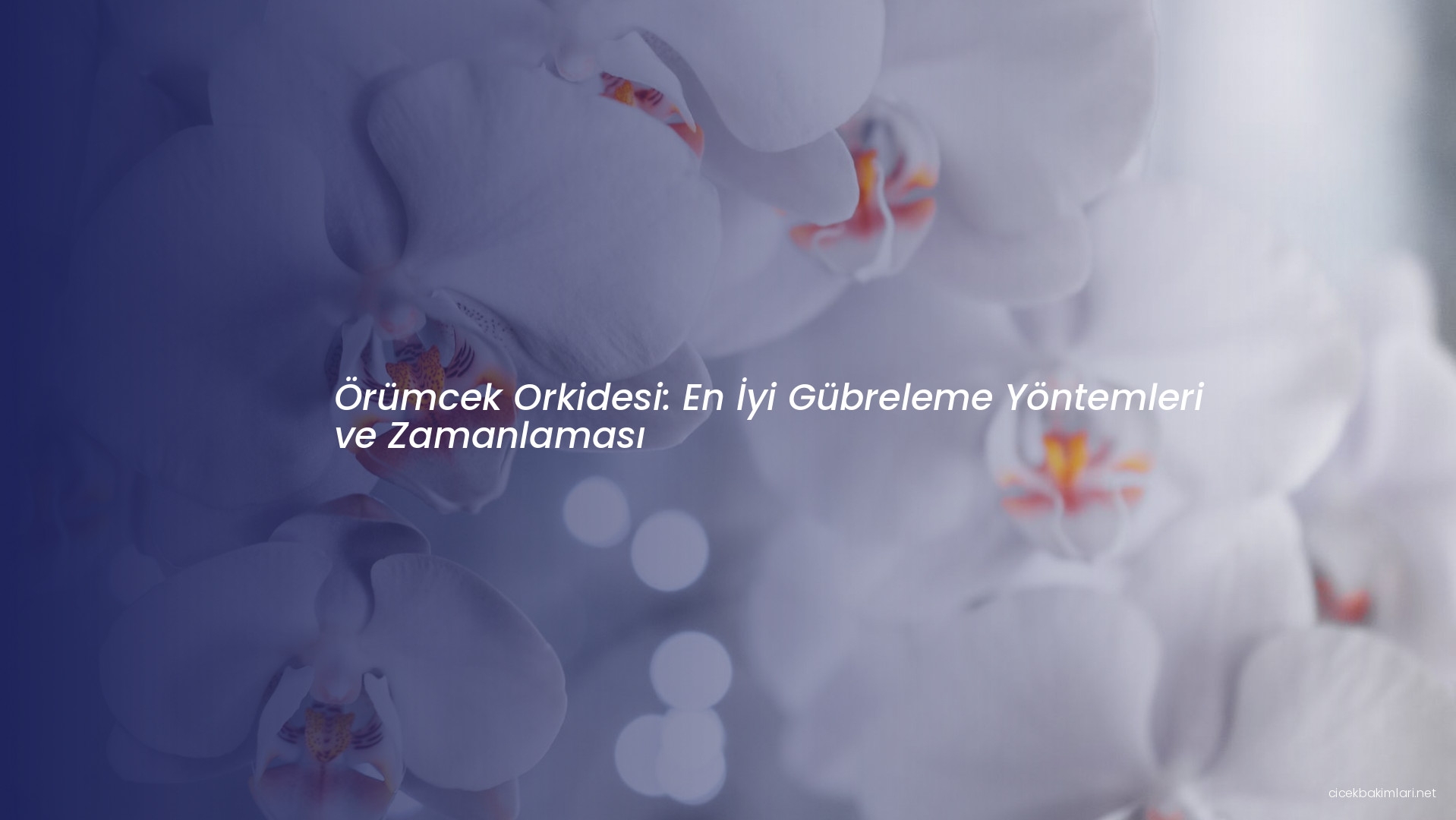 Örümcek Orkidesi: En İyi Gübreleme Yöntemleri ve Zamanlaması