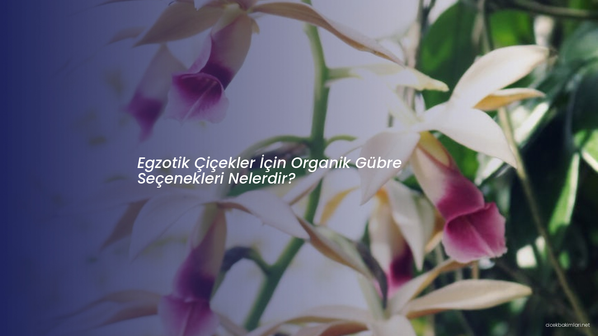 Egzotik Çiçekler İçin Organik Gübre Seçenekleri Nelerdir?