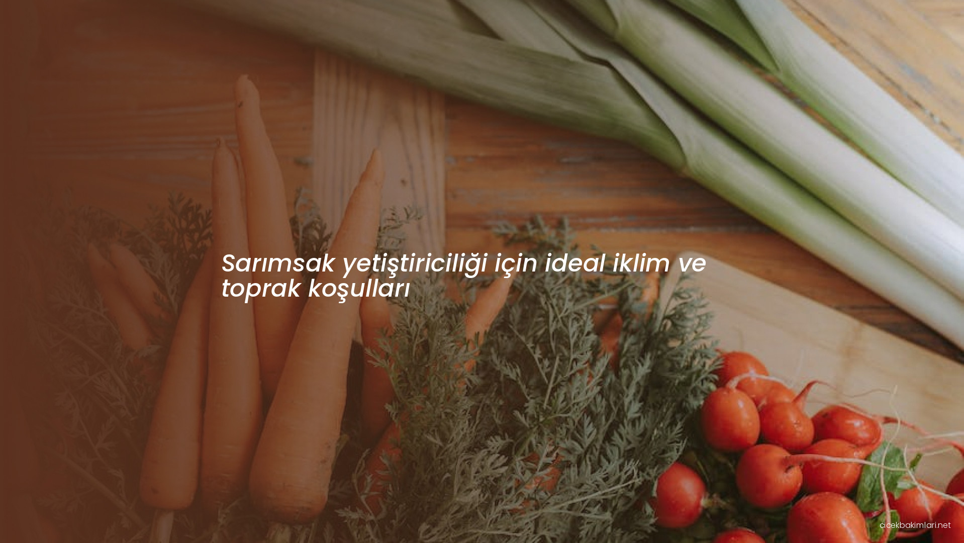 Sarımsak yetiştiriciliği için ideal iklim ve toprak koşulları