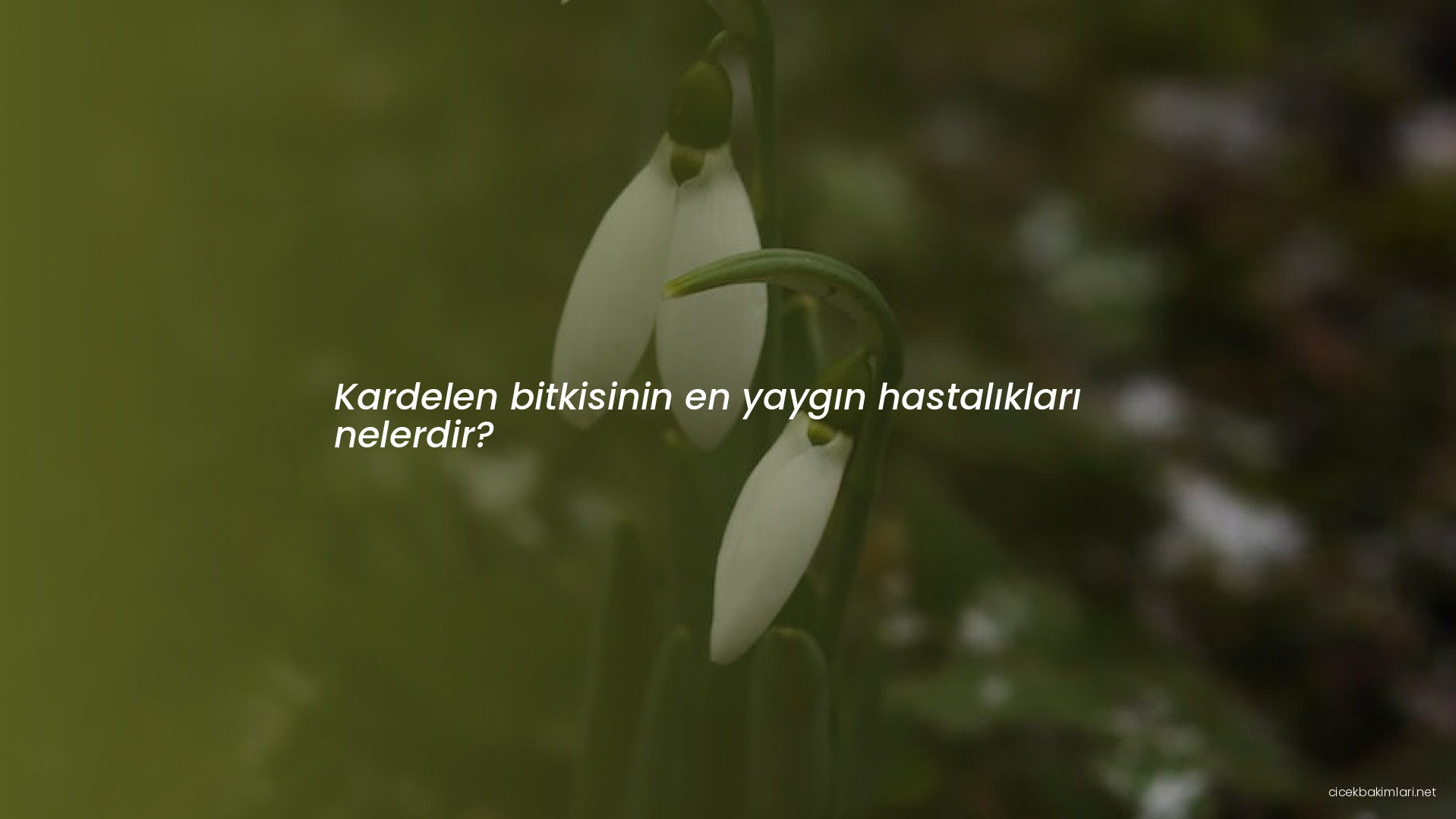 Kardelen bitkisinin en yaygın hastalıkları nelerdir?