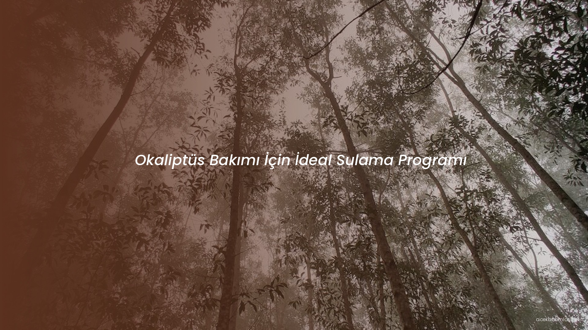 Okaliptüs Bakımı İçin İdeal Sulama Programı