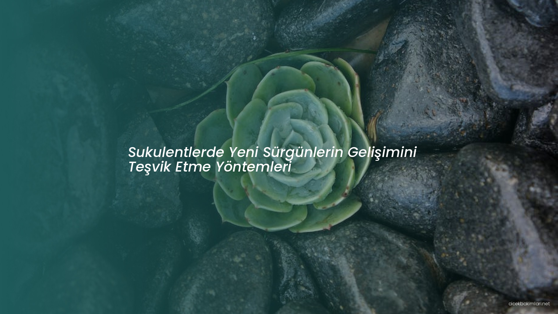 Sukulentlerde Yeni Sürgünlerin Gelişimini Teşvik Etme Yöntemleri