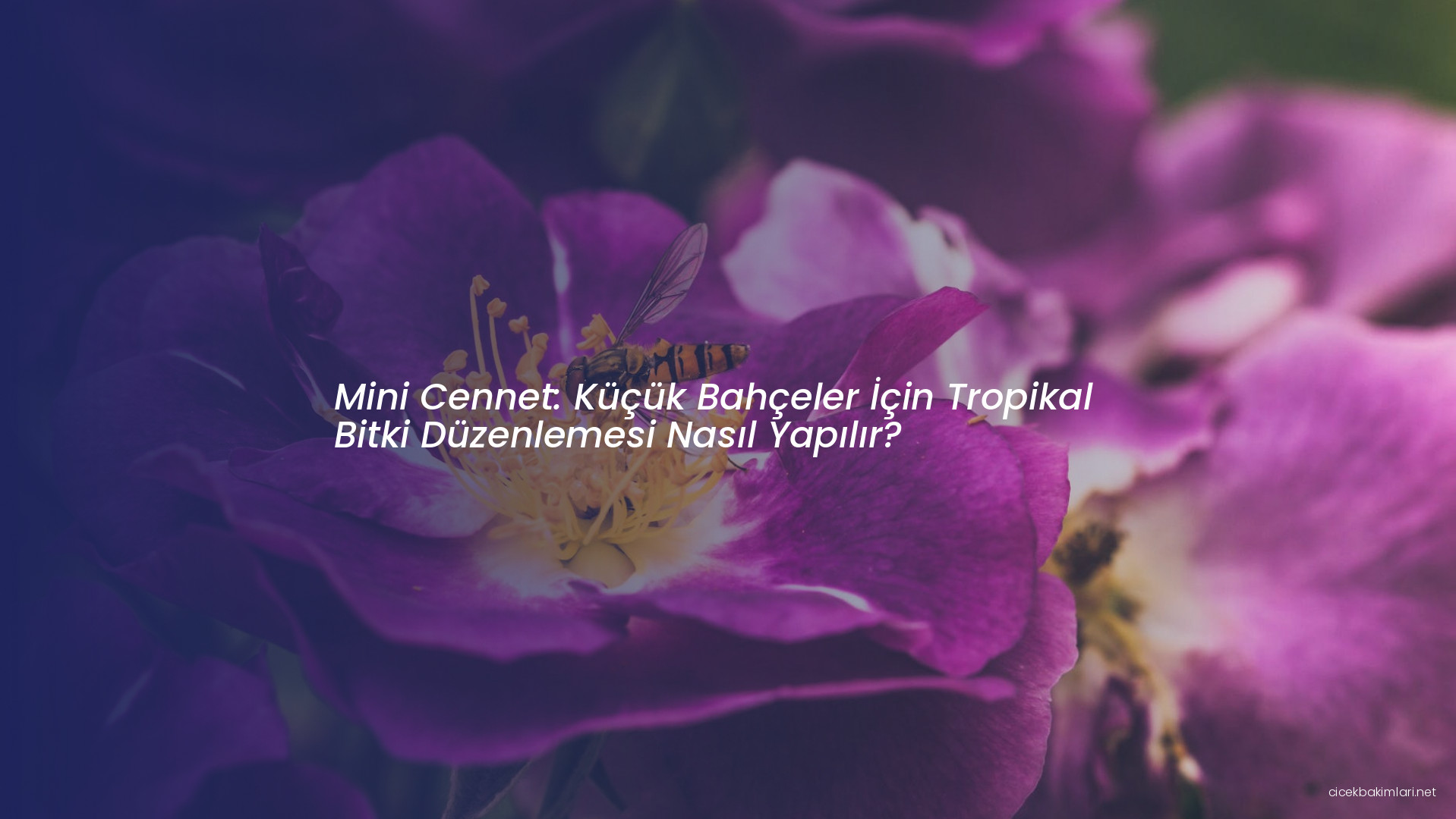 Mini Cennet: Küçük Bahçeler İçin Tropikal Bitki Düzenlemesi Nasıl Yapılır?