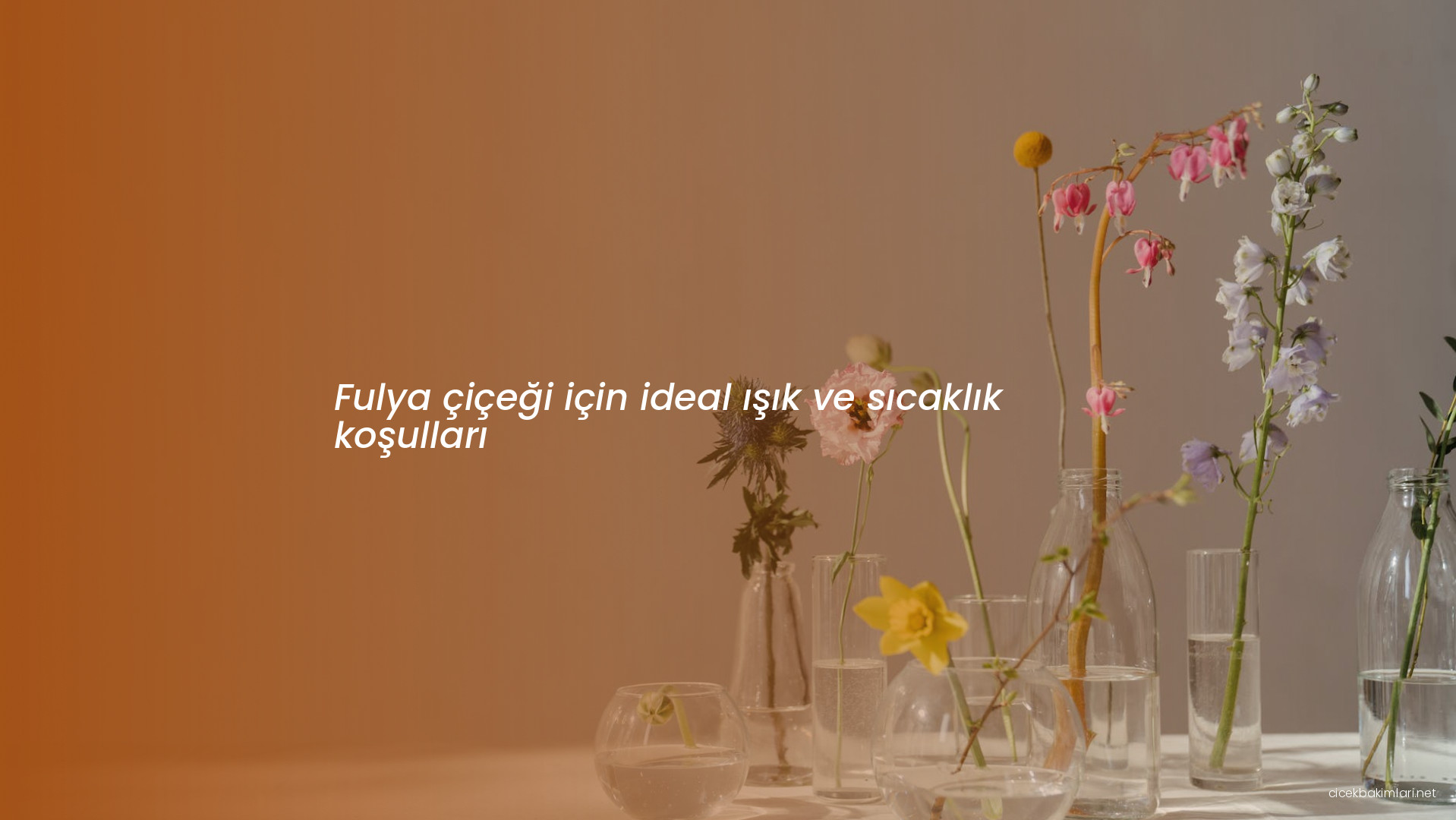 Fulya çiçeği için ideal ışık ve sıcaklık koşulları