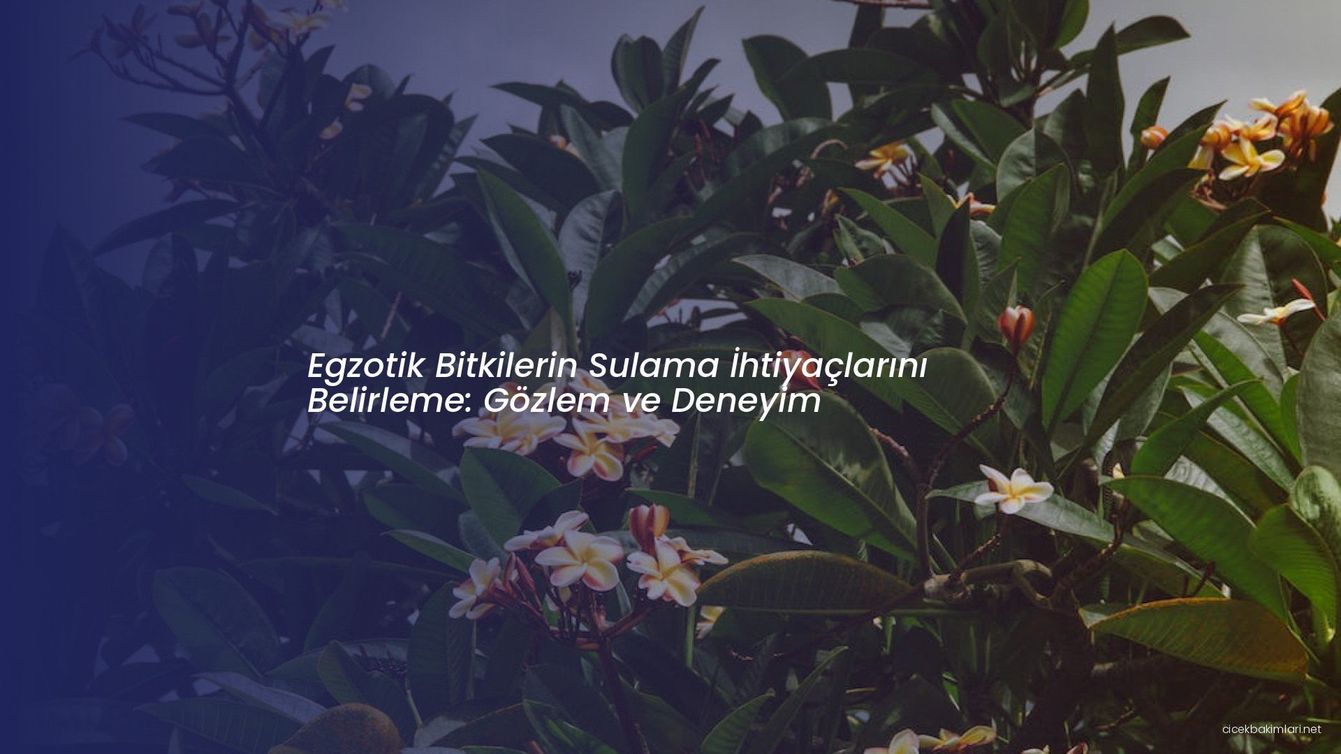 Egzotik Bitkilerin Sulama İhtiyaçlarını Belirleme: Gözlem ve Deneyim