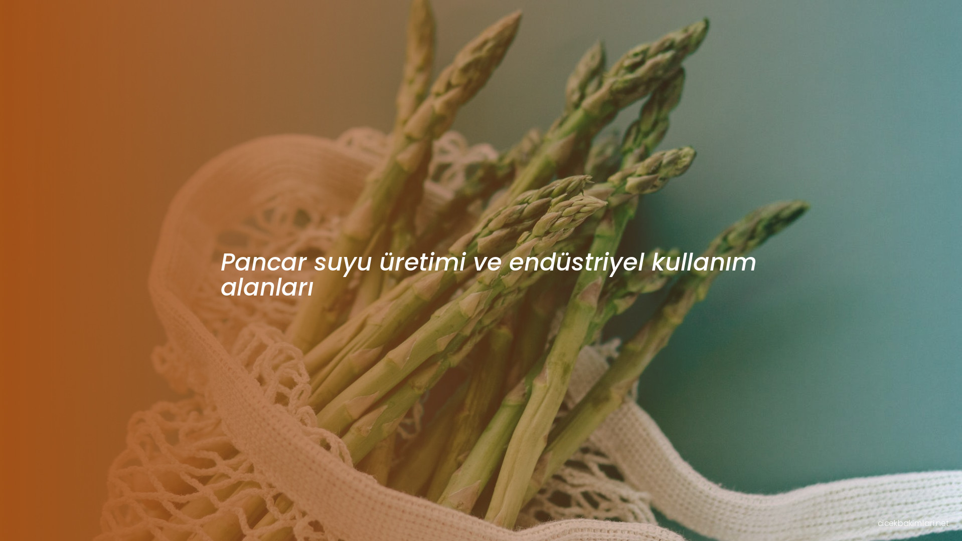 Pancar suyu üretimi ve endüstriyel kullanım alanları