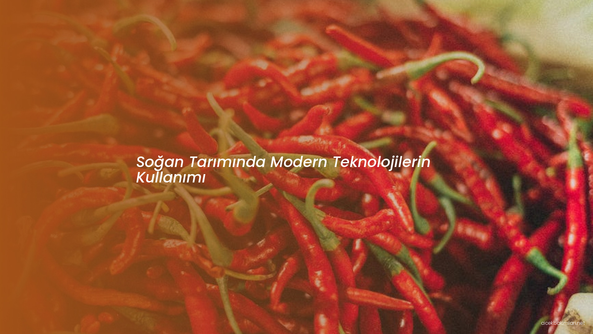 Soğan Tarımında Modern Teknolojilerin Kullanımı