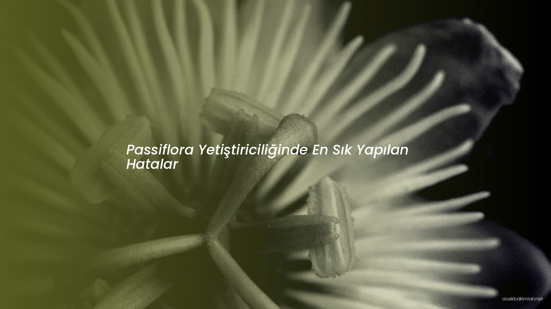 Passiflora Yetiştiriciliğinde En Sık Yapılan Hatalar