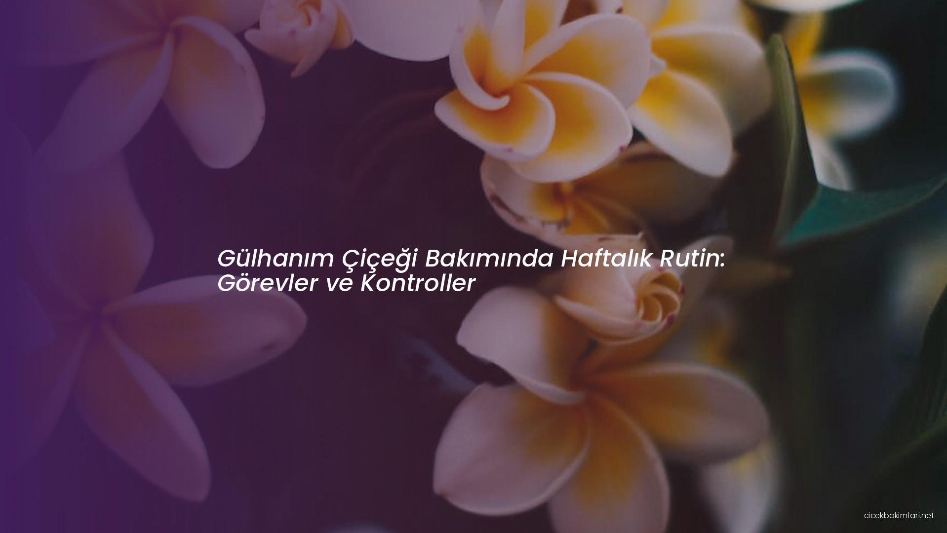 Gülhanım Çiçeği Bakımında Haftalık Rutin: Görevler ve Kontroller