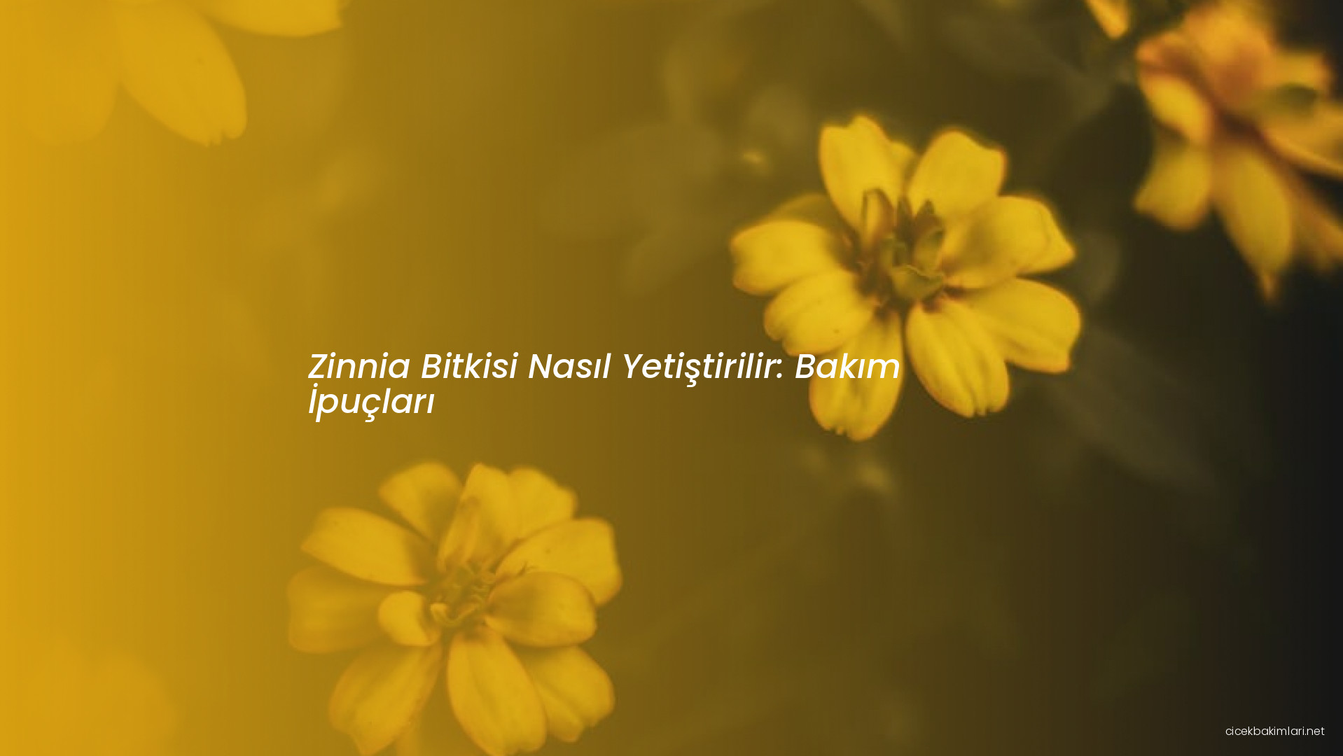 Zinnia Bitkisi Nasıl Yetiştirilir: Bakım İpuçları