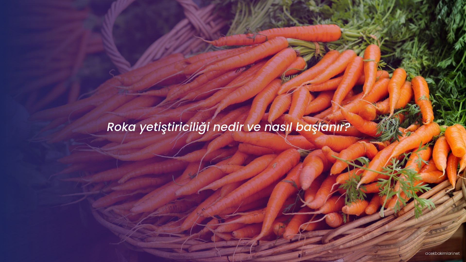 Roka yetiştiriciliği nedir ve nasıl başlanır?