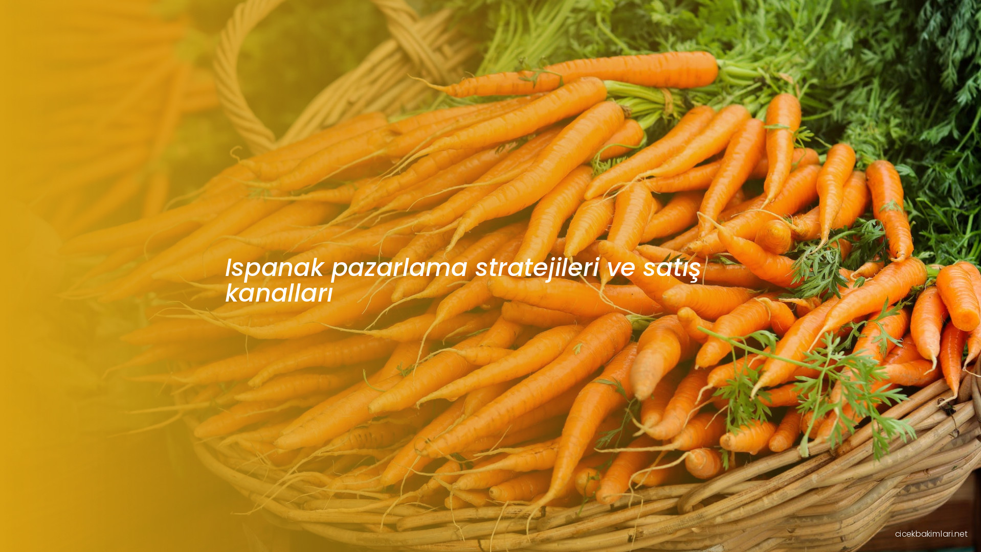 Ispanak pazarlama stratejileri ve satış kanalları