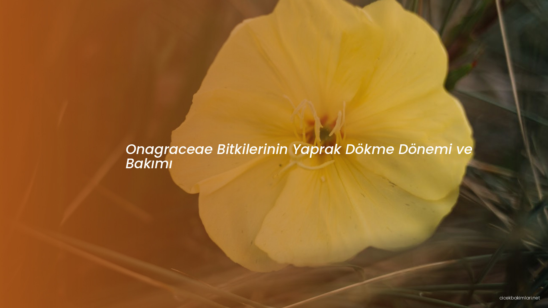 Onagraceae Bitkilerinin Yaprak Dökme Dönemi ve Bakımı