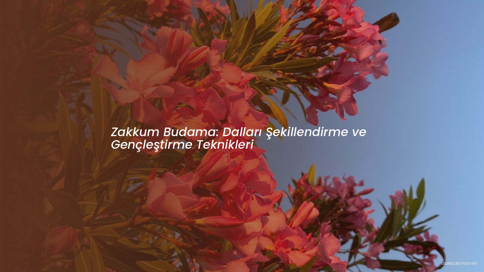 Zakkum Budama: Dalları Şekillendirme ve Gençleştirme Teknikleri