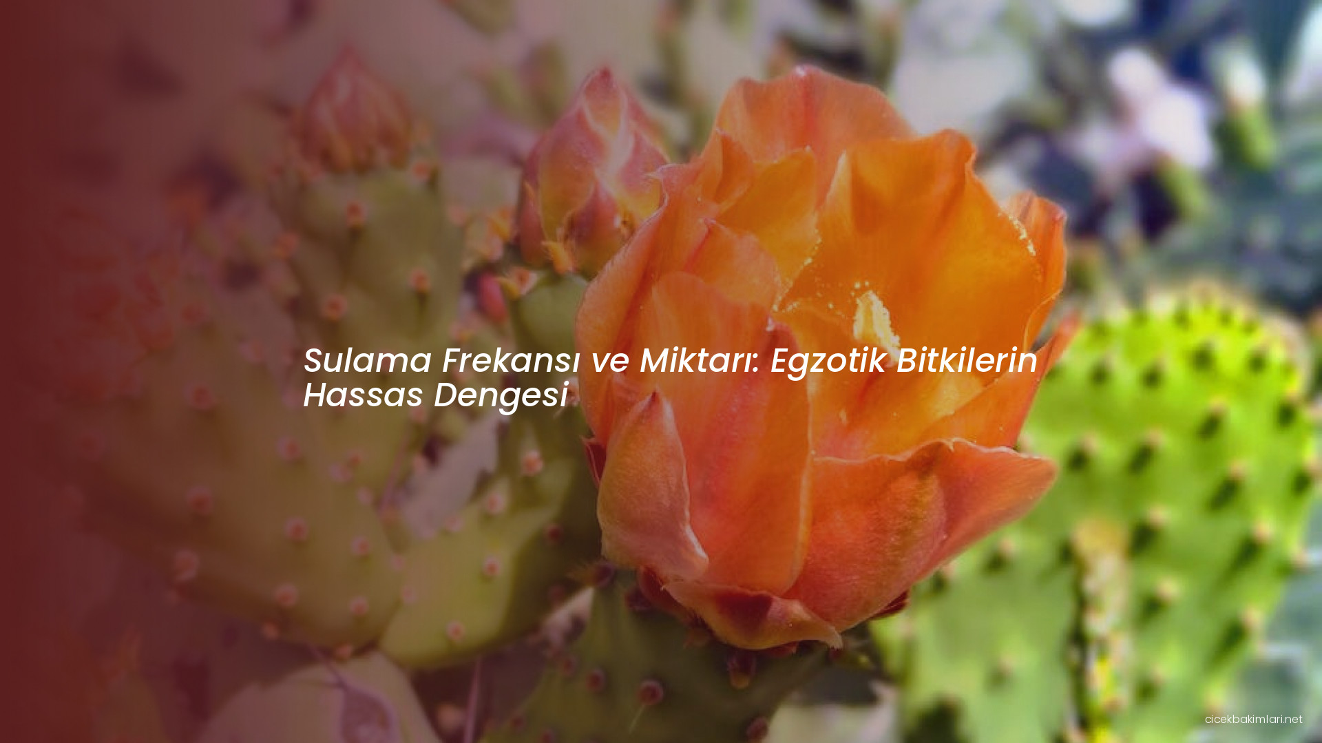 Sulama Frekansı ve Miktarı: Egzotik Bitkilerin Hassas Dengesi