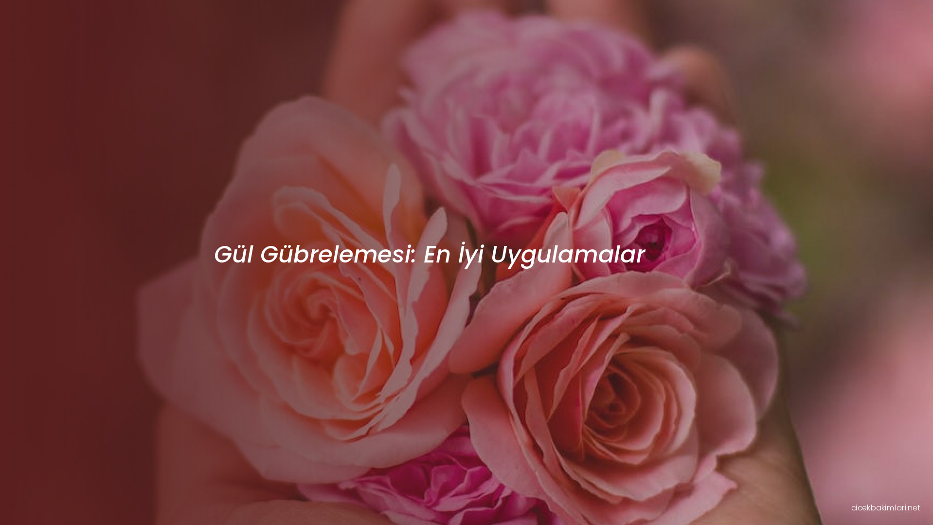 Gül Gübrelemesi: En İyi Uygulamalar