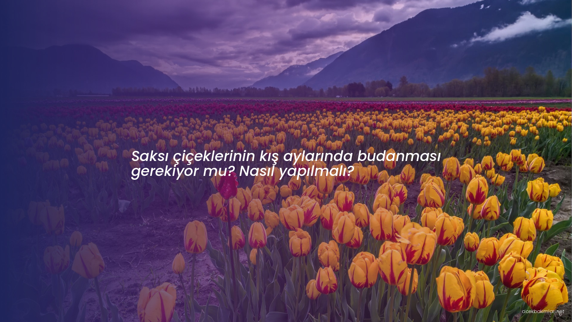 Saksı çiçeklerinin kış aylarında budanması gerekiyor mu? Nasıl yapılmalı?