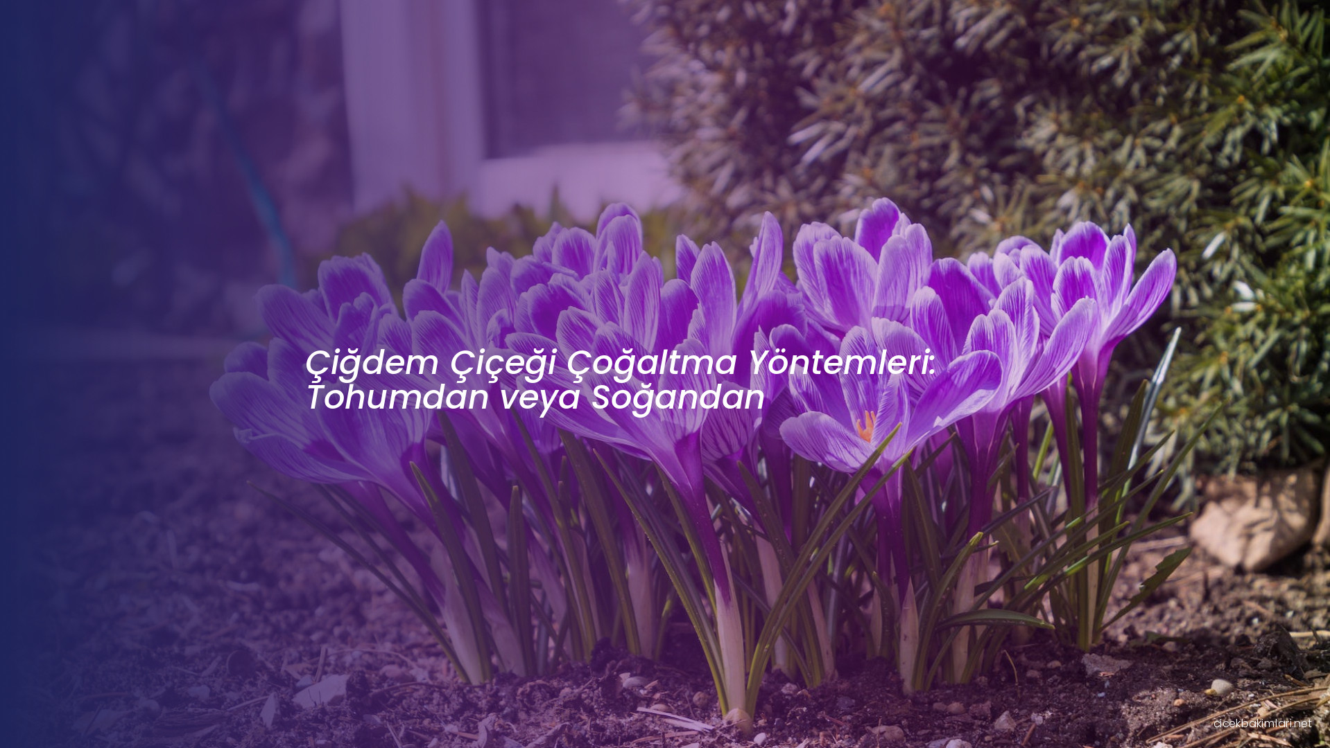 Çiğdem Çiçeği Çoğaltma Yöntemleri: Tohumdan veya Soğandan