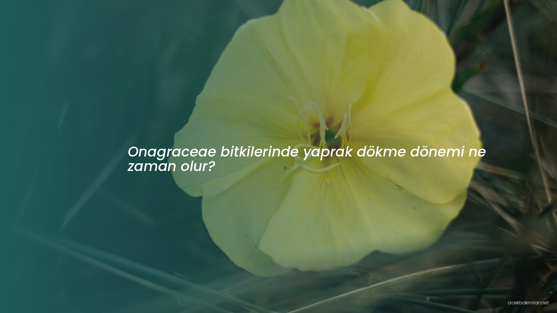 Onagraceae bitkilerinde yaprak dökme dönemi ne zaman olur?