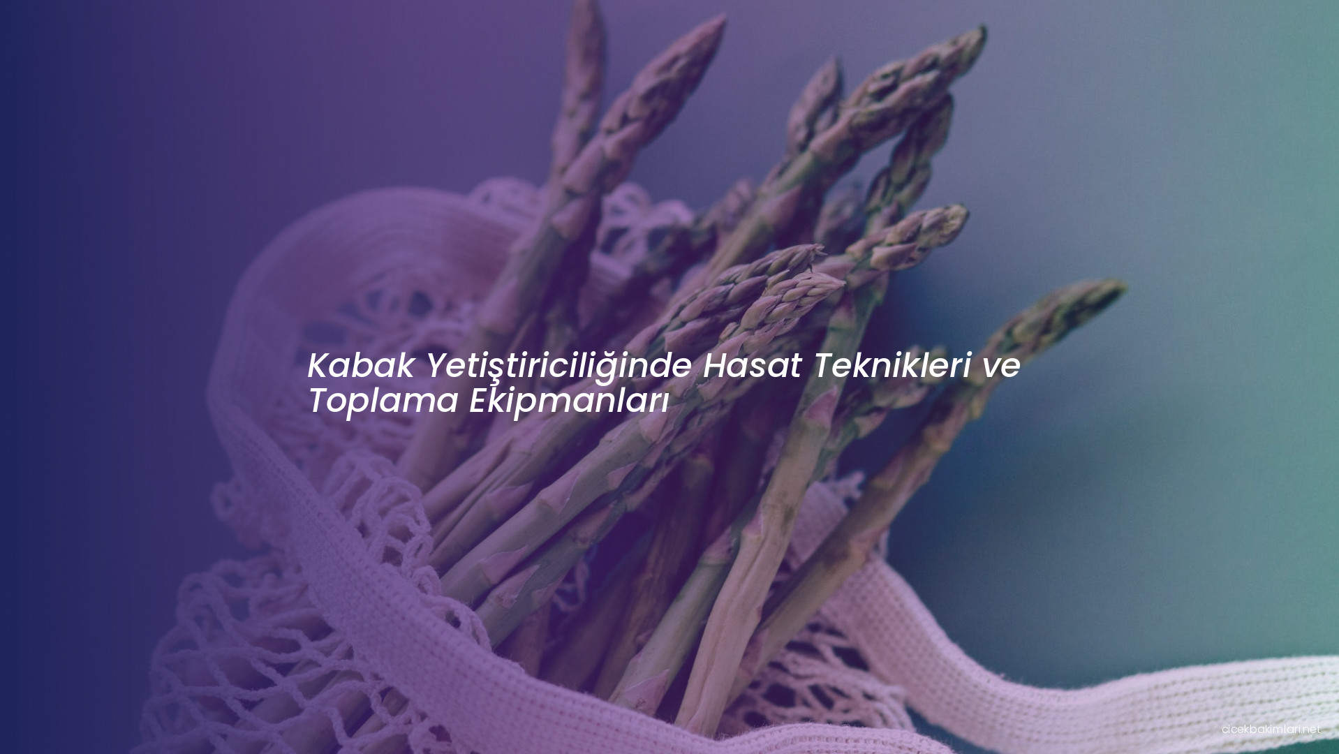 Kabak Yetiştiriciliğinde Hasat Teknikleri ve Toplama Ekipmanları