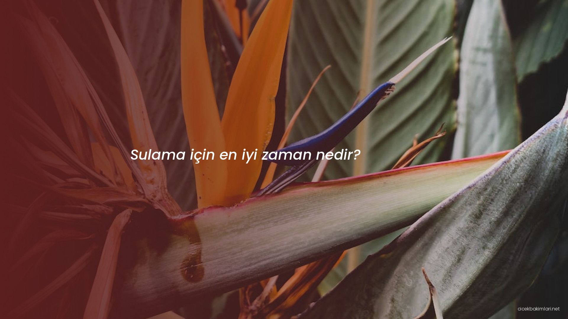 Sulama için en iyi zaman nedir?