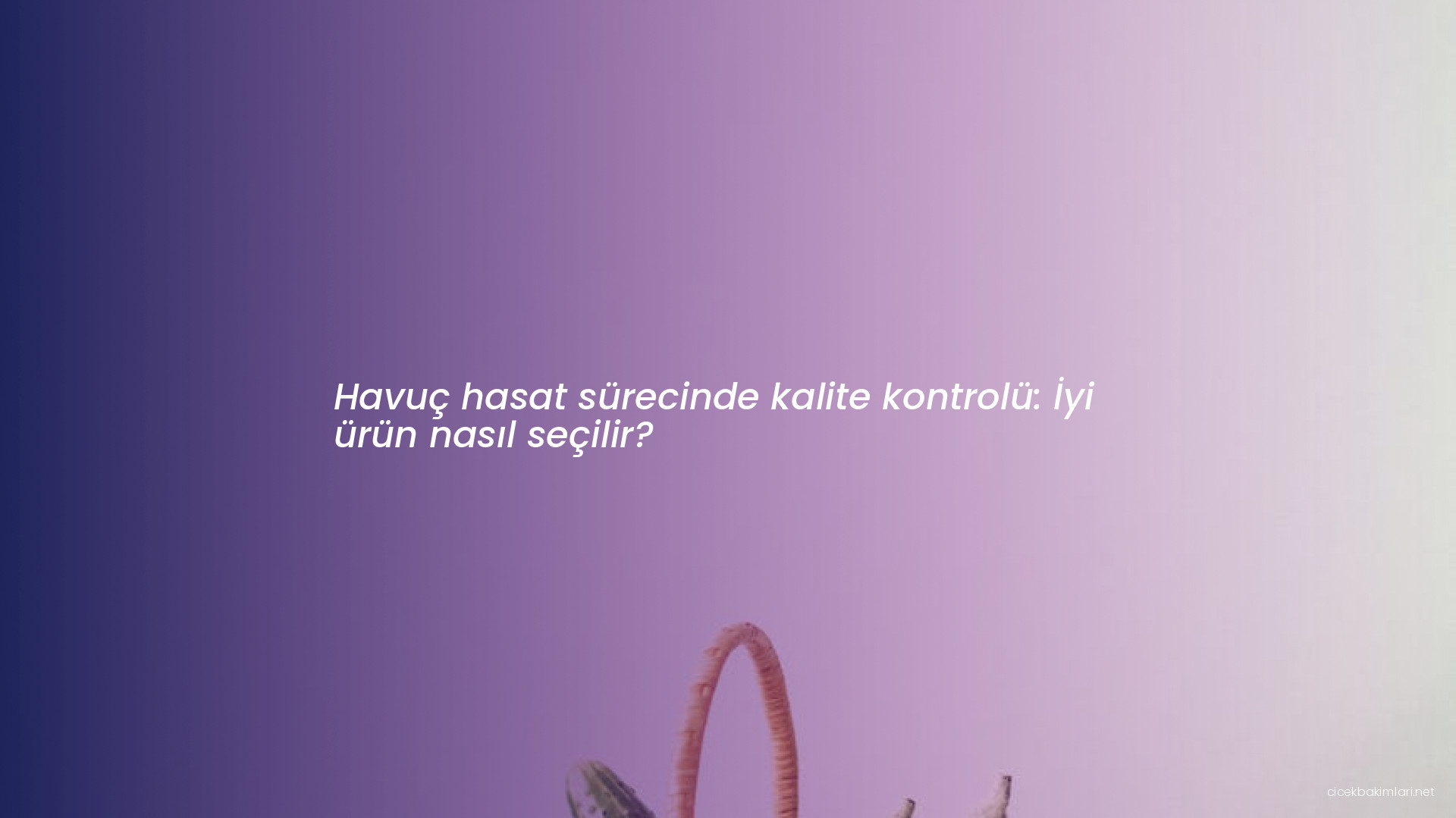 Havuç hasat sürecinde kalite kontrolü: İyi ürün nasıl seçilir?