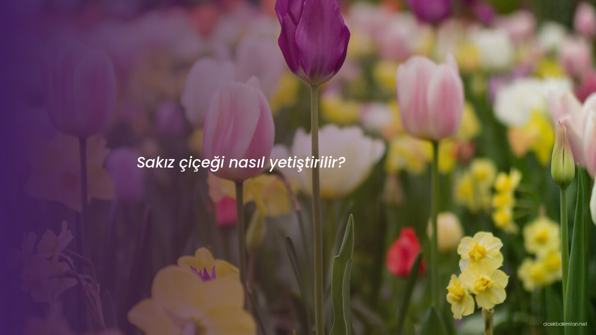 Sakız çiçeği nasıl yetiştirilir?