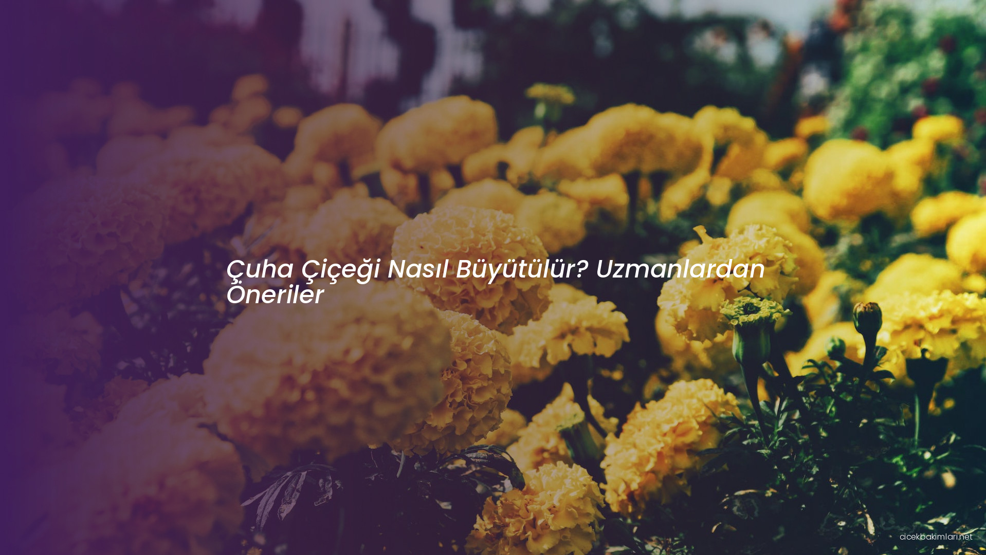 Çuha Çiçeği Nasıl Büyütülür? Uzmanlardan Öneriler