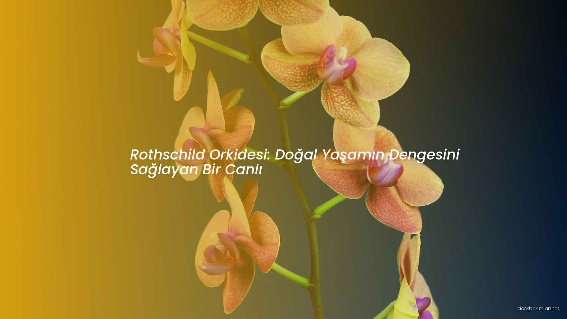 Rothschild Orkidesi: Doğal Yaşamın Dengesini Sağlayan Bir Canlı