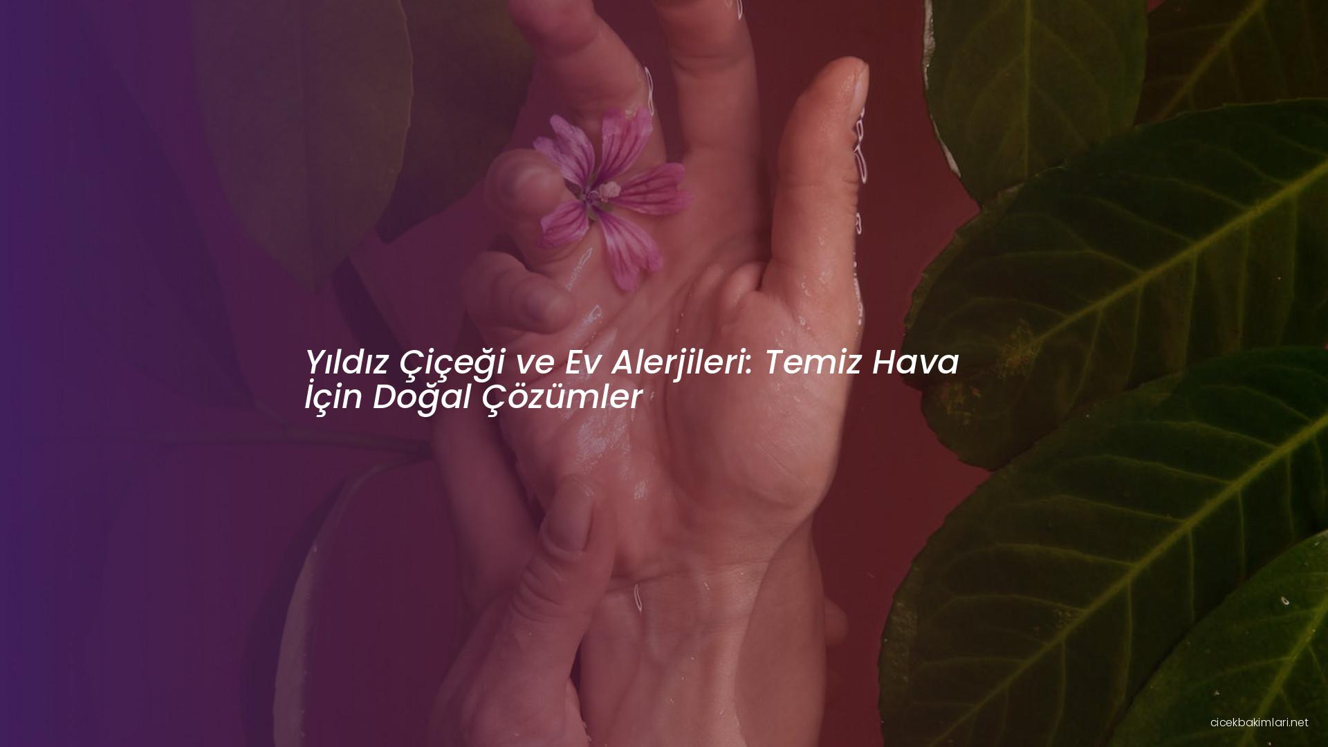 Yıldız Çiçeği ve Ev Alerjileri: Temiz Hava İçin Doğal Çözümler