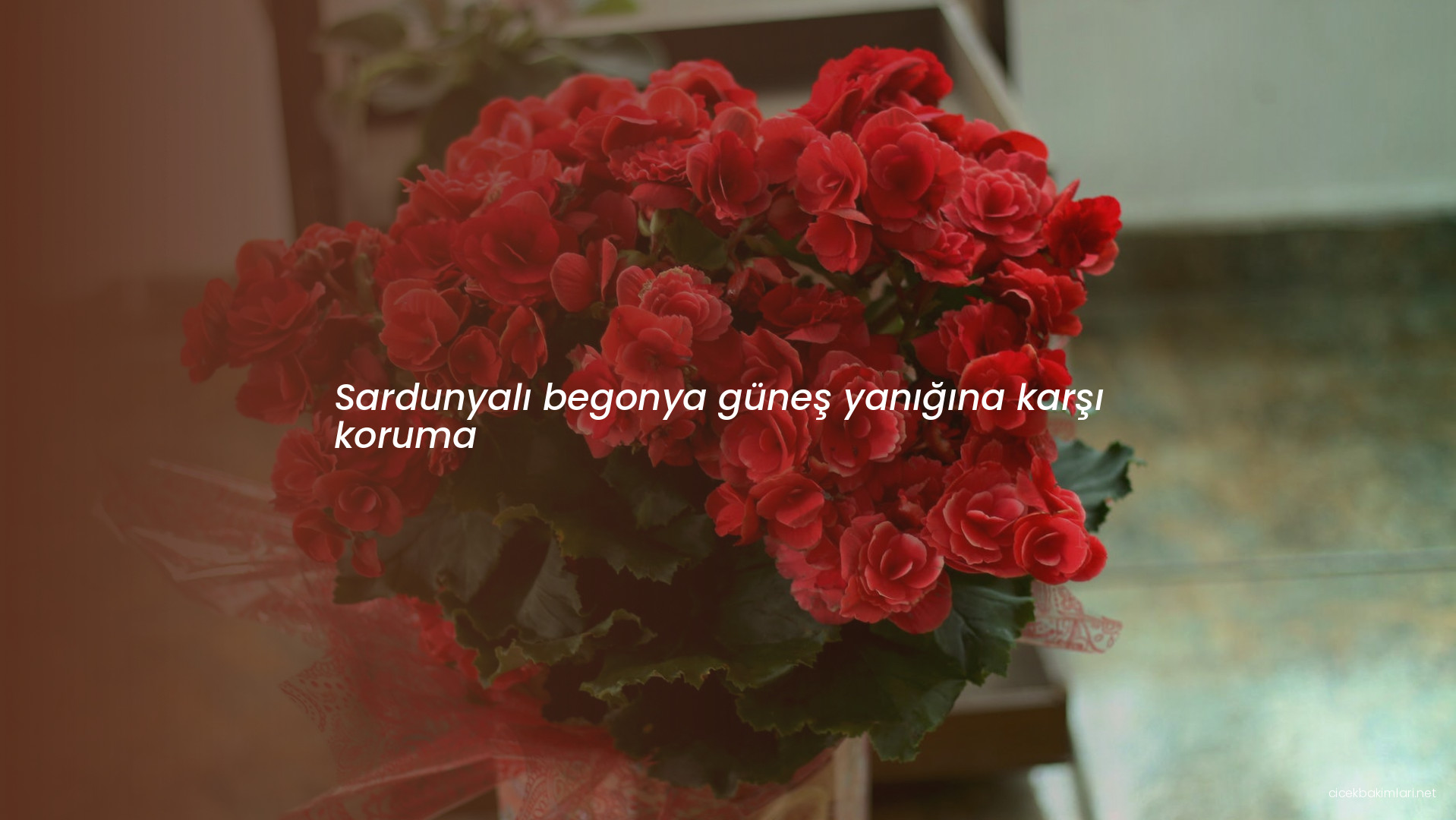 Sardunyalı begonya güneş yanığına karşı koruma