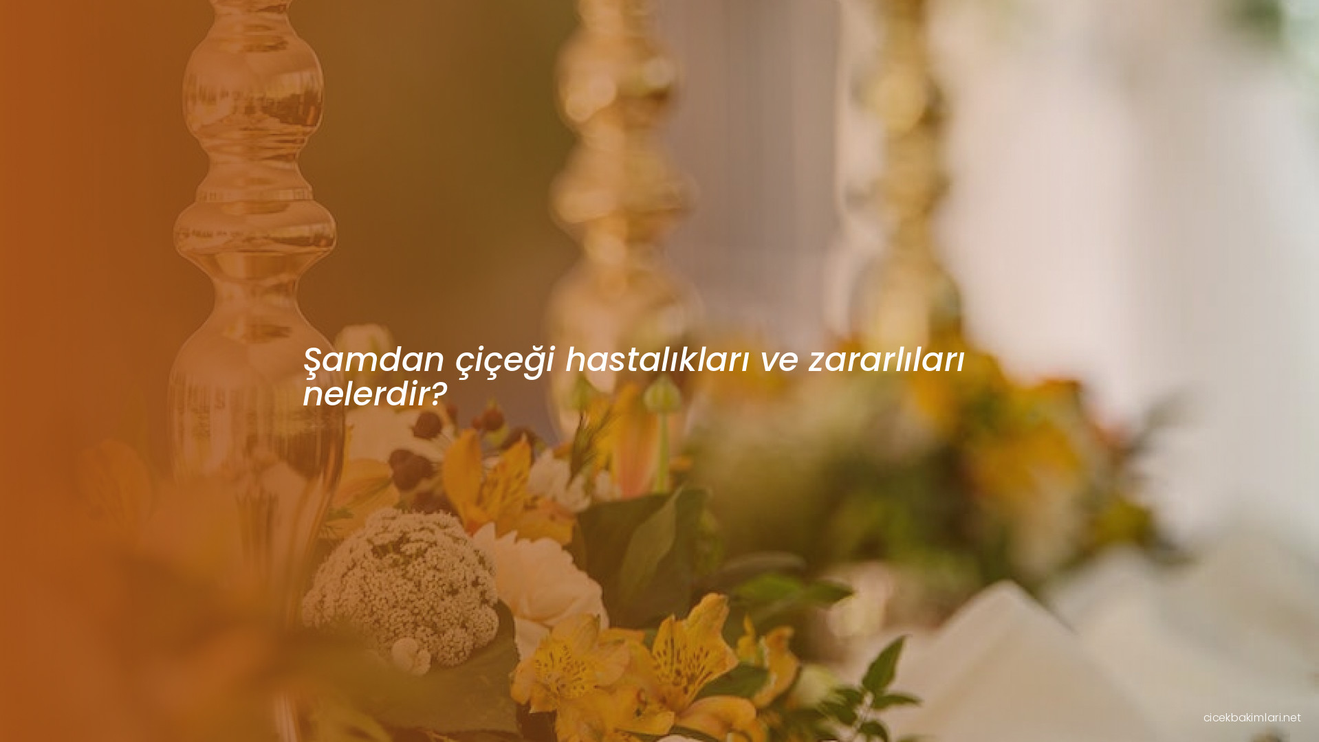 Şamdan çiçeği hastalıkları ve zararlıları nelerdir?