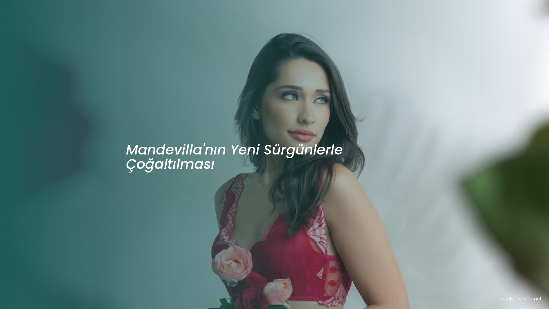 Mandevilla'nın Yeni Sürgünlerle Çoğaltılması