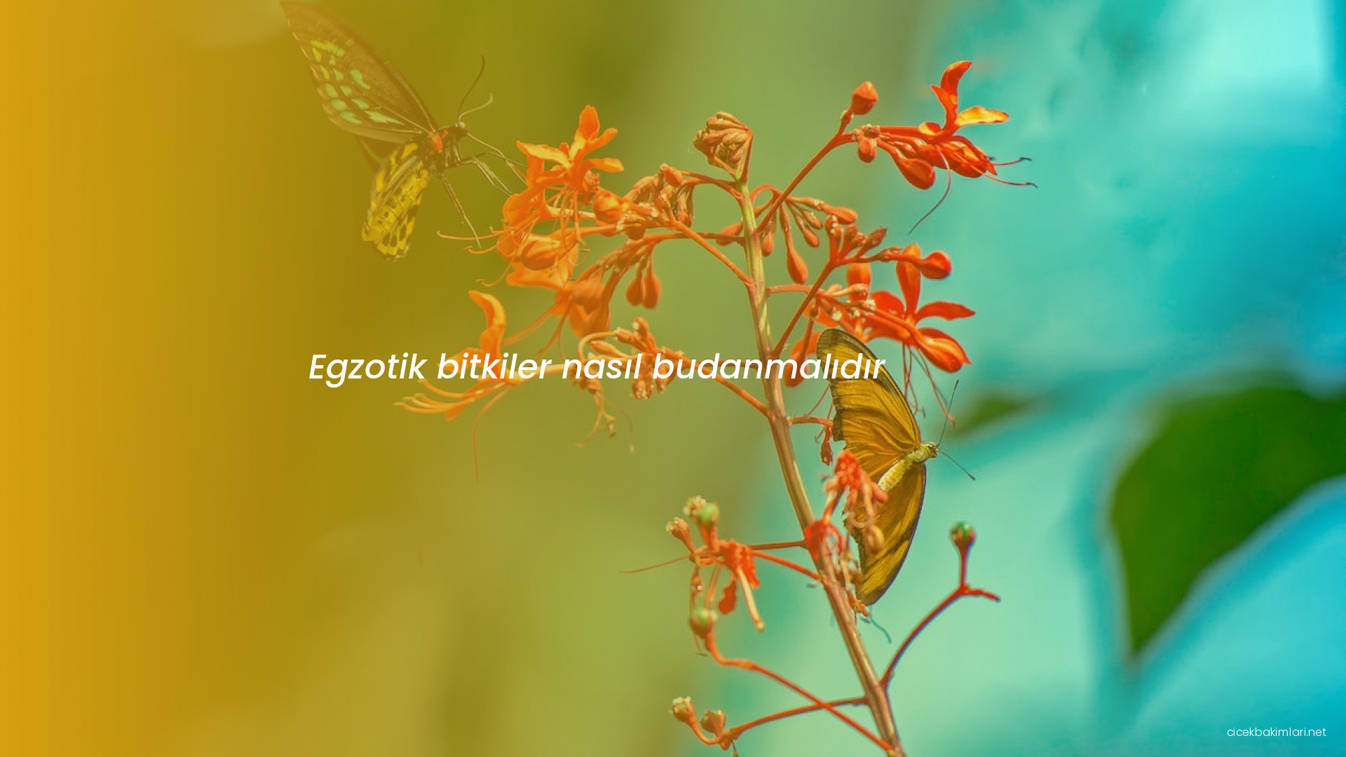 Egzotik bitkiler nasıl budanmalıdır