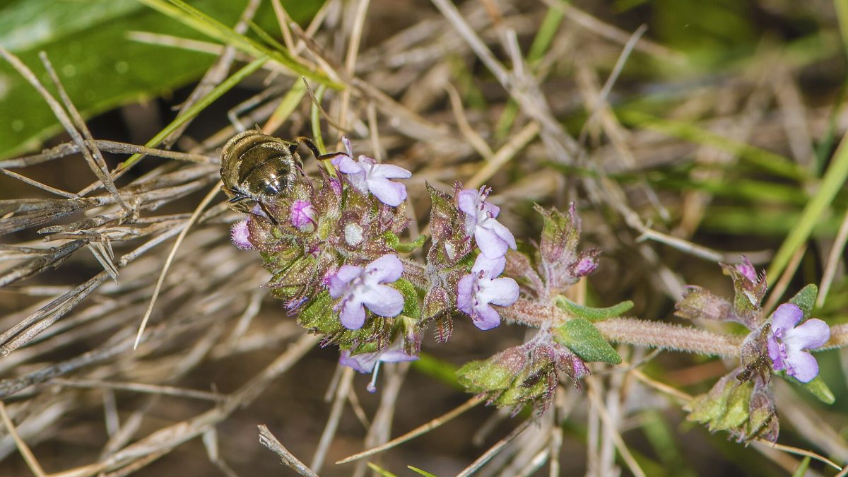 Kekik (Thymus vulgaris)