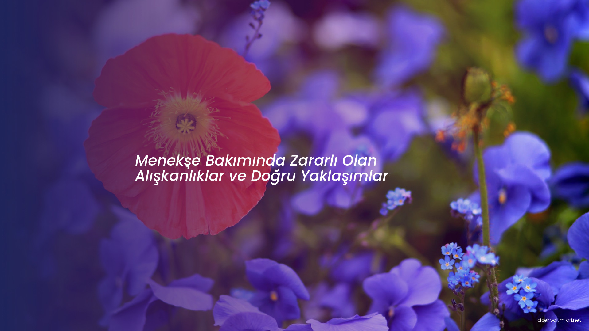 Menekşe Bakımında Zararlı Olan Alışkanlıklar ve Doğru Yaklaşımlar