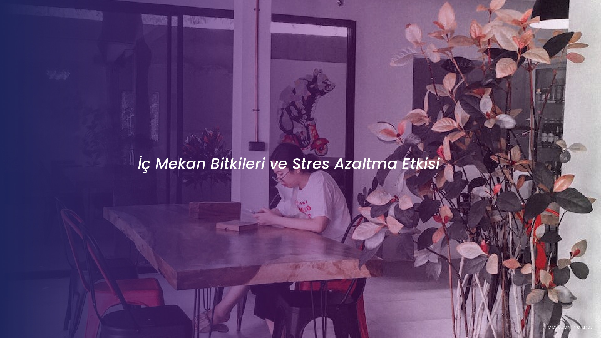 İç Mekan Bitkileri ve Stres Azaltma Etkisi